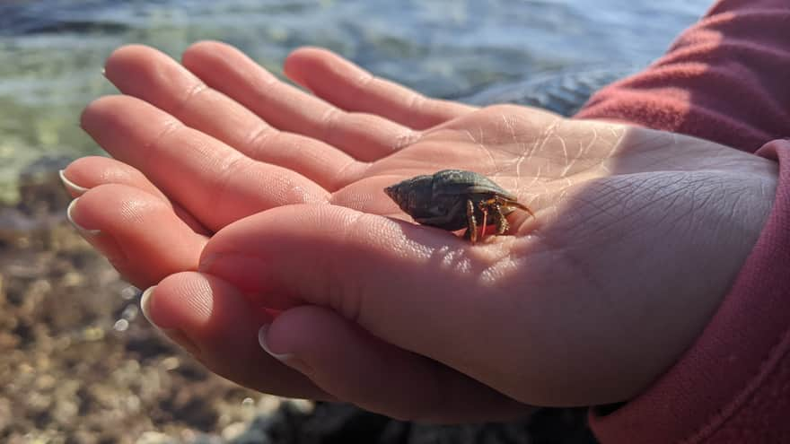 A friend encountered on the beach