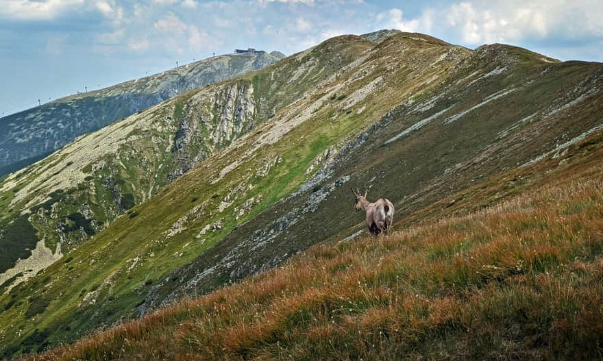 Chopok i Deresze - widok z Sedlo Polana