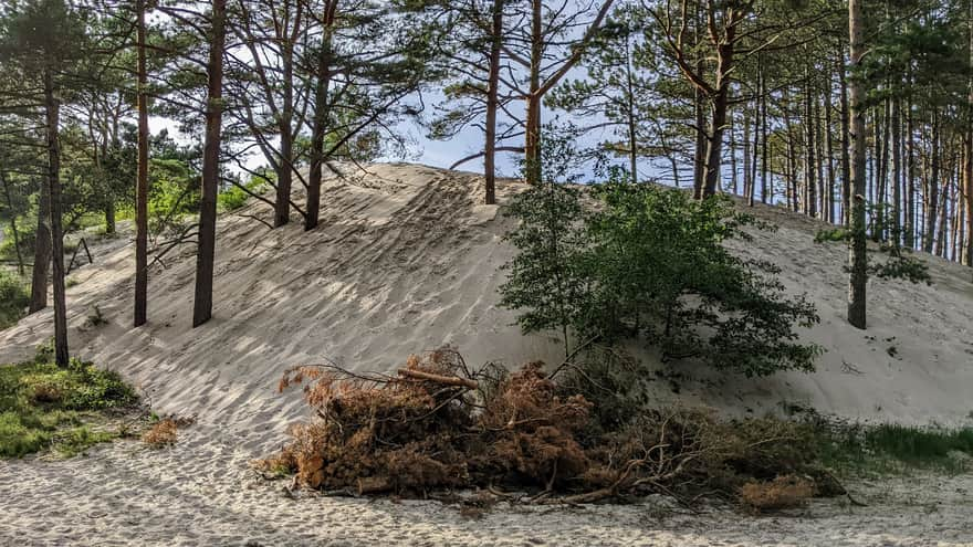 Dunes on the route to Orzechowo