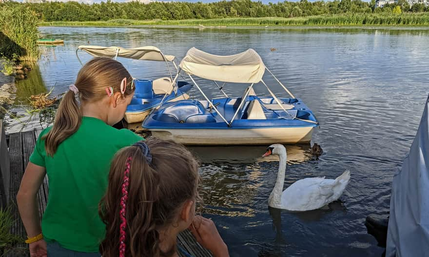 Reservoir on the Wisłoka River - meeting with swans