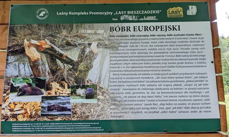 Bóbr europejski - ciekawostki