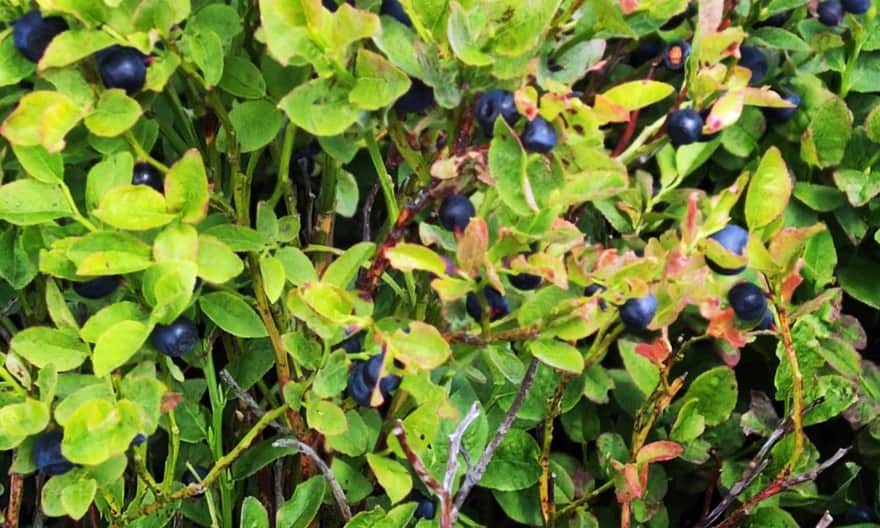 Bieszczady blueberry patches