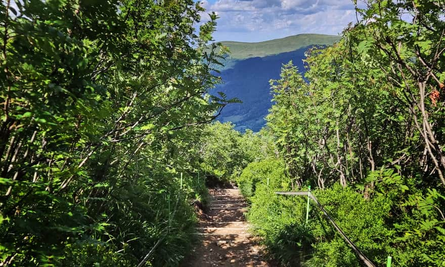 Trail to Mała Rawka - exiting the forest. View of Połonina Caryńska, photo by AP