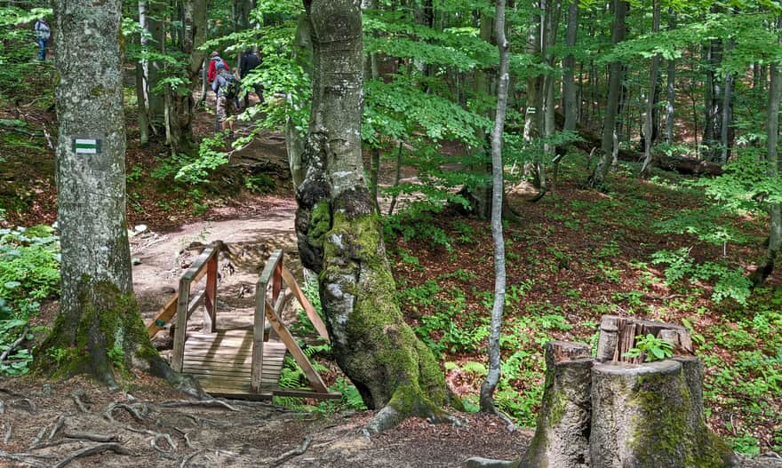 Green Trail to Mała Rawka - lower section