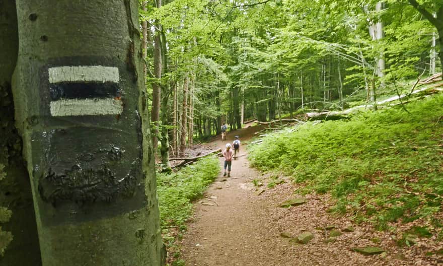 Black Trail to Połonina Wetlińska from Wetlinka Górna