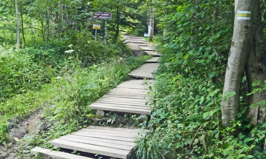 Beginning of the yellow trail from Wetlina to Smerek - entrance to the forest