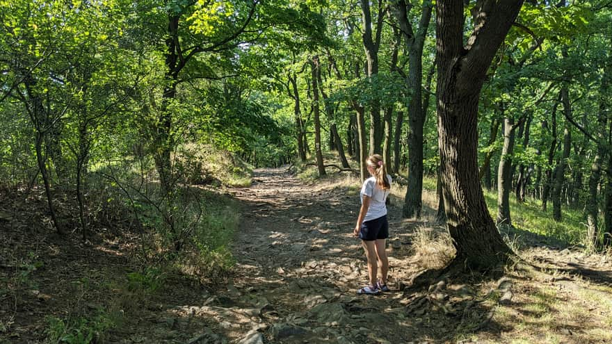 Forest of stunted oaks with twisted trunks, on the right side of the path