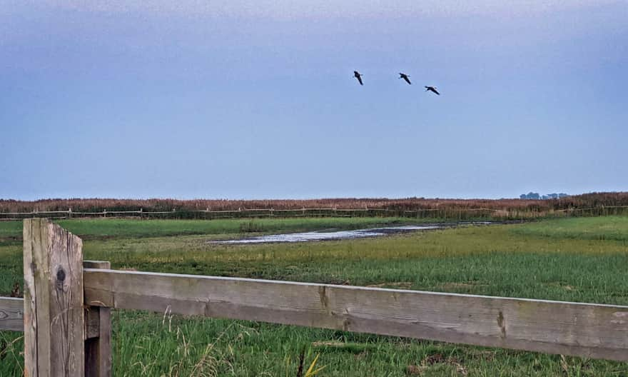 Cranes in the Beka Reserve