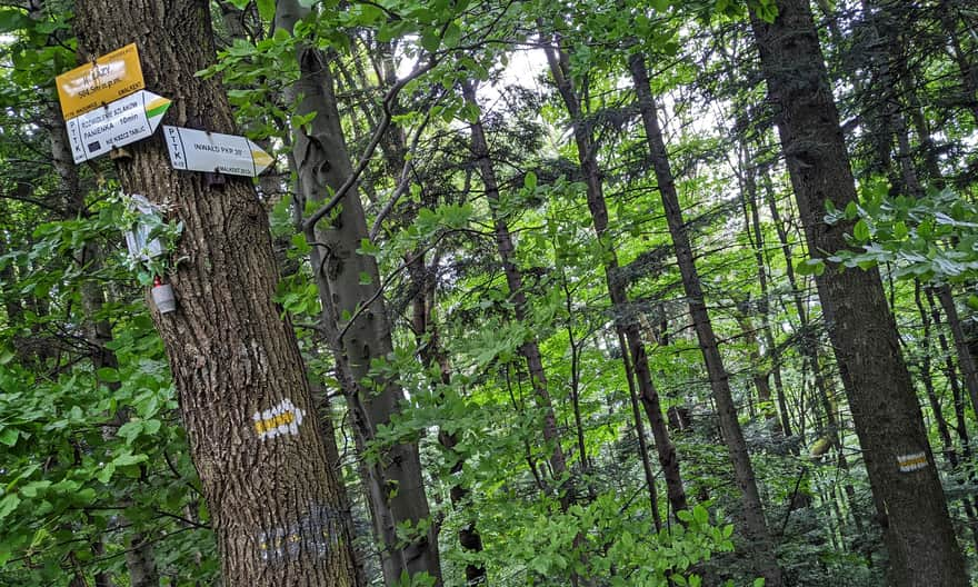 Na Leskowiec: połączenie zielonego szlaku z Andrychowa z żółtym z Inwałdu