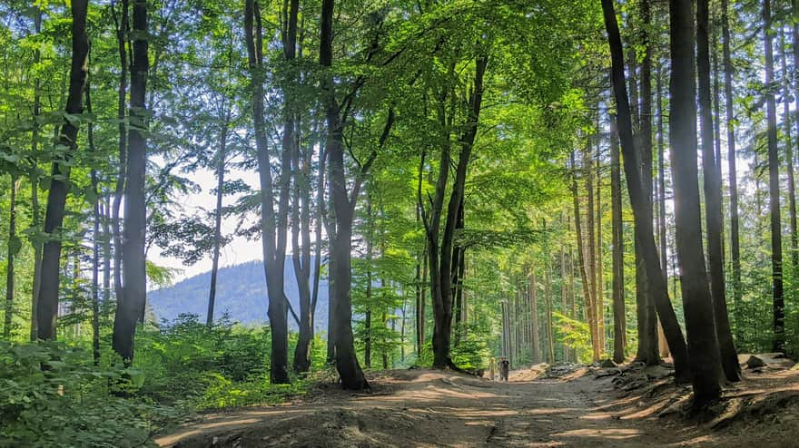 Yellow trail to Ślęża from Tąpadła Pass