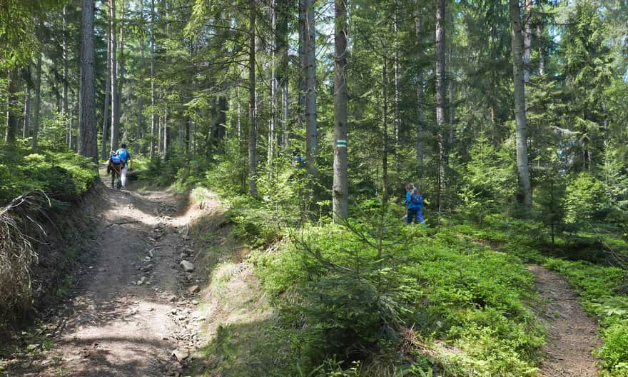 Green trail to Leskowiec from Targoszów