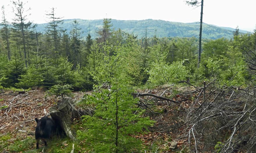 Views from the Leskowiec ridge towards Potrójna