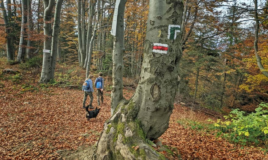 Zielony szlak z Ochotnicy na Lubań - połaczenie z czerwonym szlakiem