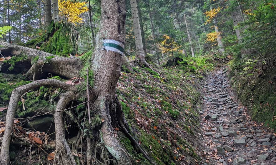 Green trail to Luban from Ochotnica Dolna - steeply through the forest