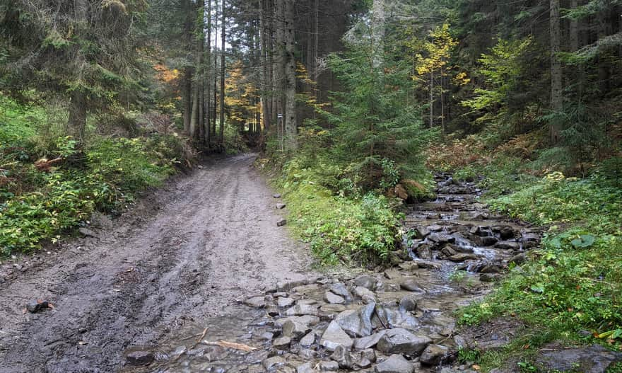 Green trail to Luban from Ochotnica Dolna - lower section of the forest road