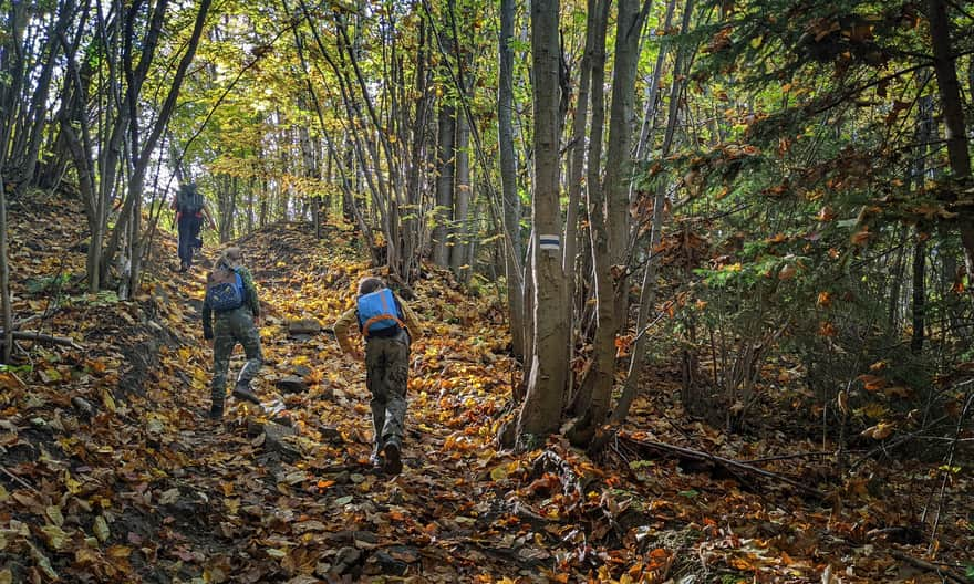 Blue trail from Ochotnica Dolna to Lubań - forest climb