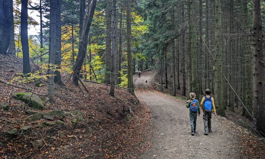 Blue trail from Ochotnica Dolna to Lubań - forest road