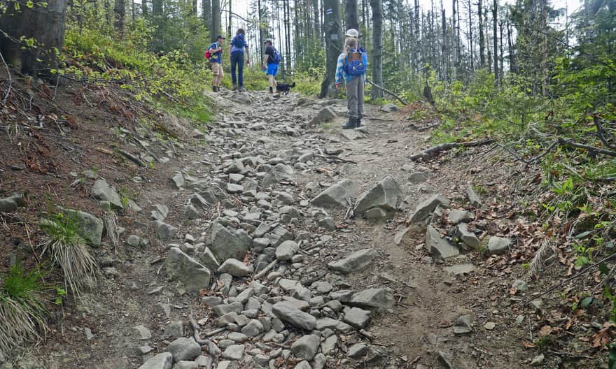 Blue trail to Gorc - climbing up!