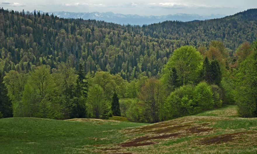 Blue trail to Gorc - Tatra Mountains at Świnkówka