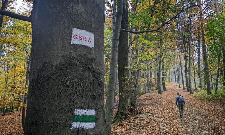 Green Trail from Wiśniowa to Ciecień