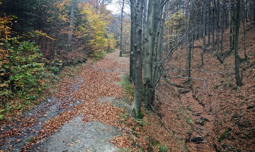 Yellow trail from Wiśniowa