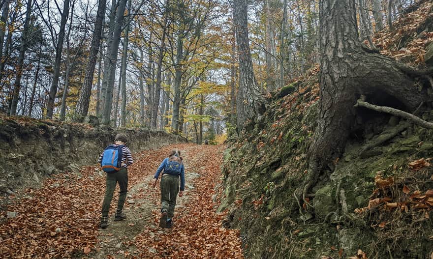 Green Trail Wiśniowa - Ciecień, path through the forest