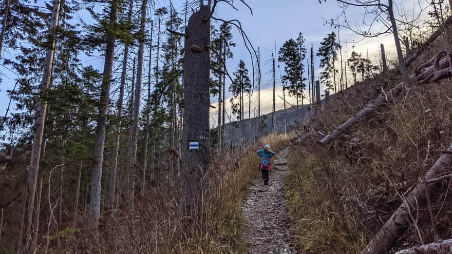 Trail to Hala Stoły