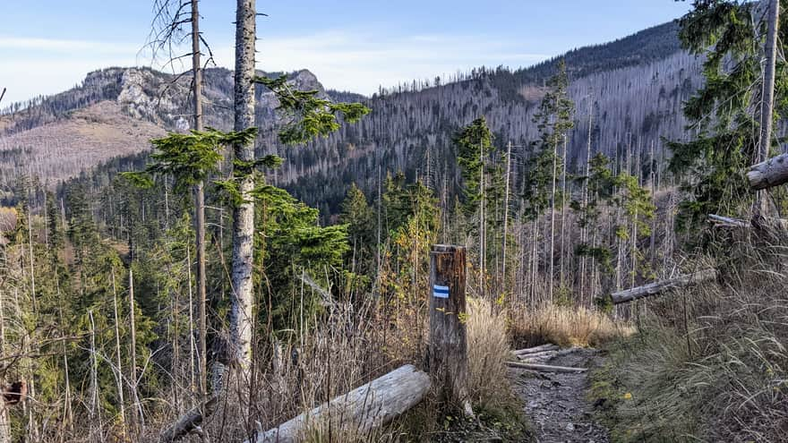 Trail to Hala Stoły and withered spruces in the Tatras