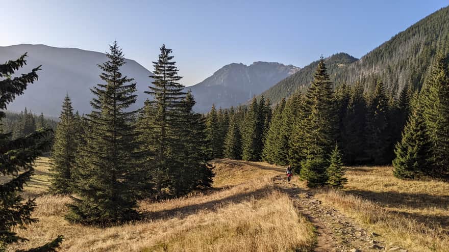 Clearings in Tomanowa Valley