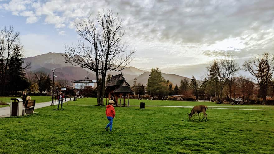 Rówień Krupowa i widok na Giewont - Zakopane