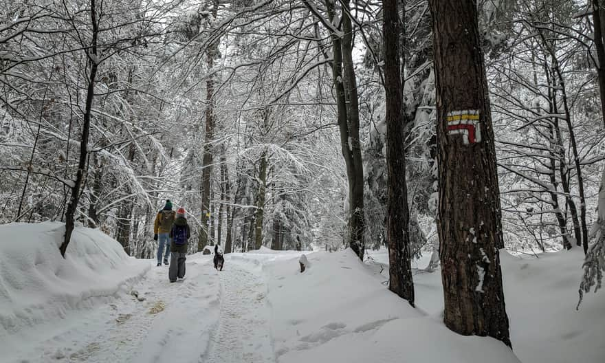 Działek, 600 m n.p.m.