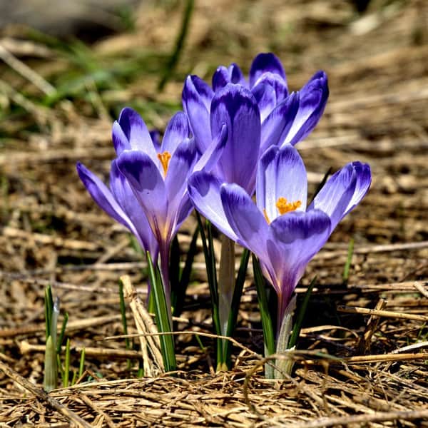 Krokus - górski zwiastun wiosny