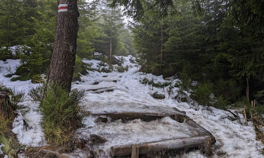 Czerwony szlak na Turbacz - podejście pod szczyt