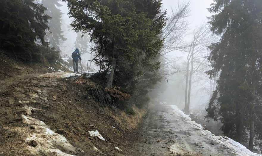 Approach to the Shelter on Turbacz: shorter, steeper path on the left, access road on the right.