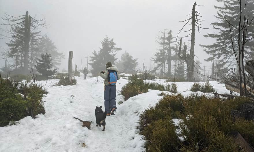 Approaching the Turbacz summit from the shelter