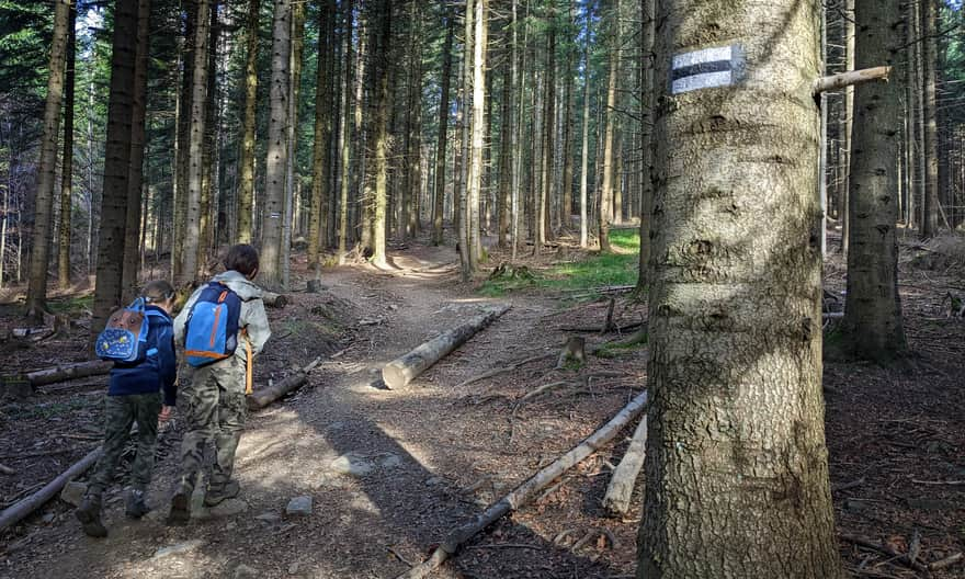 From Żabnica to Słowianka - black trail