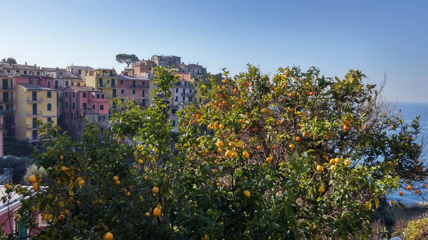 Corniglia