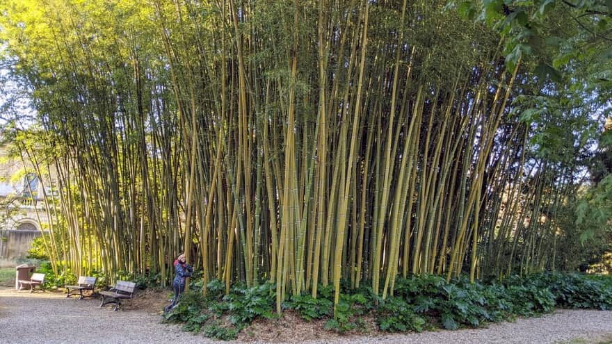 Bambus, Ogród Botaniczny w Pizie