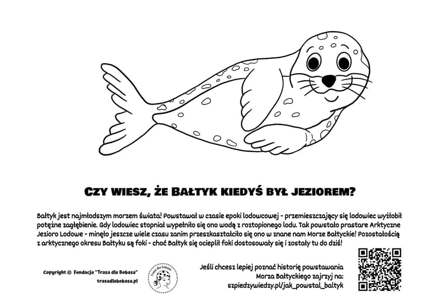 Foka Bałtyk kolorowanka dla dzieci pdf do wydruku