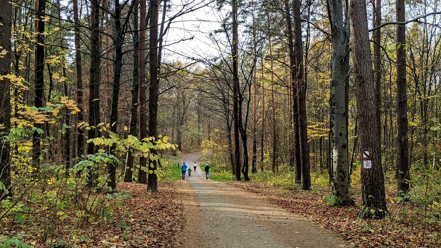 Path in Zabierzów Forest from Leśna Street in Zabierzów