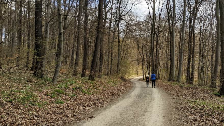 Trail in Zabierzów Forest - Zabierzów to Kleszczów
