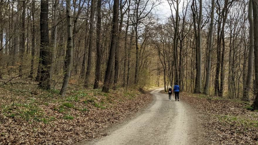 Szlak w Lesie Zabierzowskim Zabierzów - Kleszczów