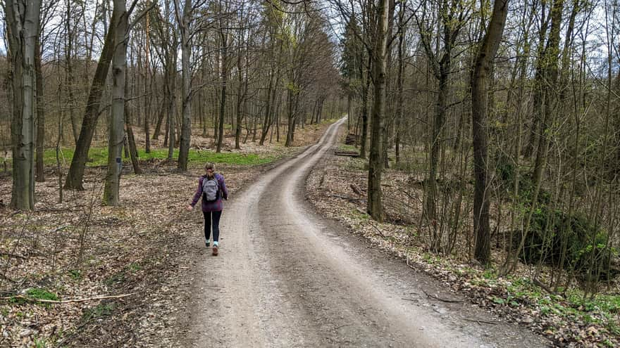 Szlak w Lesie Zabierzowskim od strony Kleszczowa w kierunku Zabierzowa