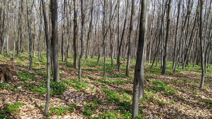 Trail in Zabierzów Forest - Zabierzów to Kleszczów