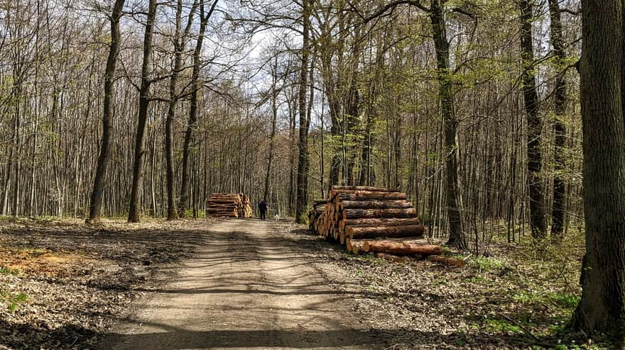 Trail in Zabierzów Forest - Zabierzów to Kleszczów