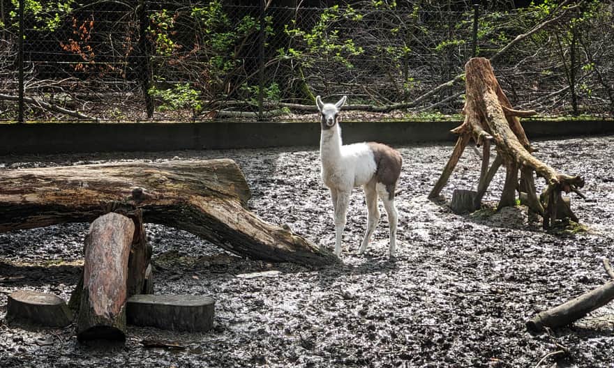 One-week-old llama. Krakow Zoo (April 2023)