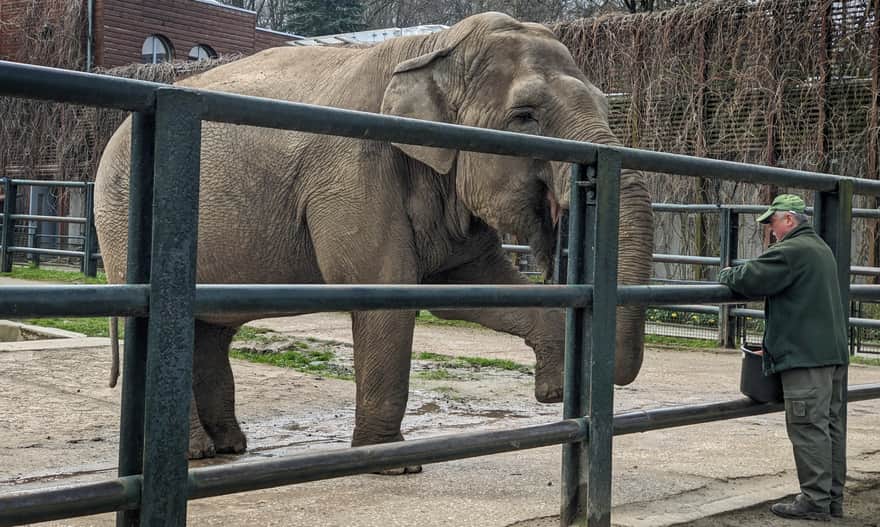 Zoo Kraków - karmienie słoni