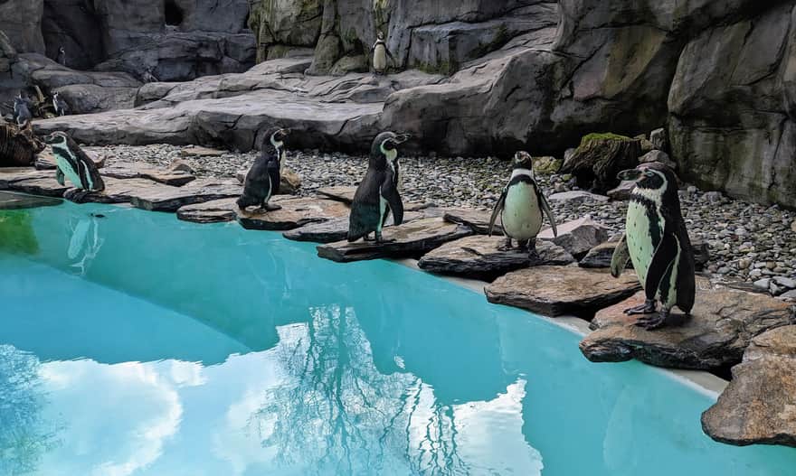 Humboldt Penguins. Krakow Zoo