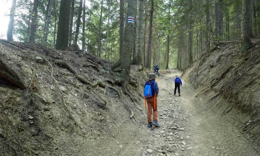 Forest ravine - ascent to Babica Zachodnia