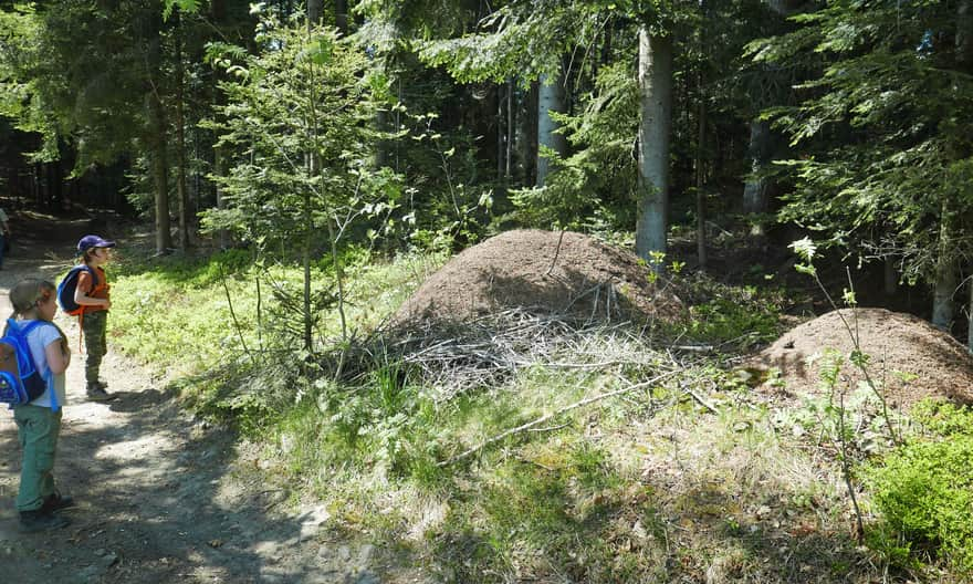 Large anthills along the trail